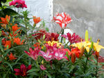 百合花