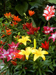 百合花