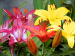 百合花