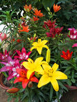 百合花