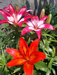 百合花