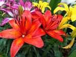 百合花