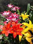 百合花