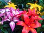 百合花