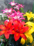 百合花