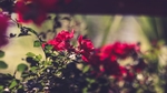 花草背景