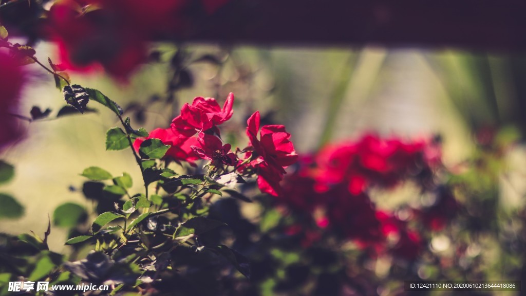 花草背景