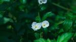 花草背景