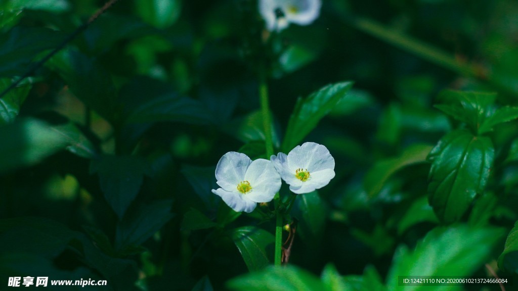花草背景