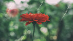 一枝红花