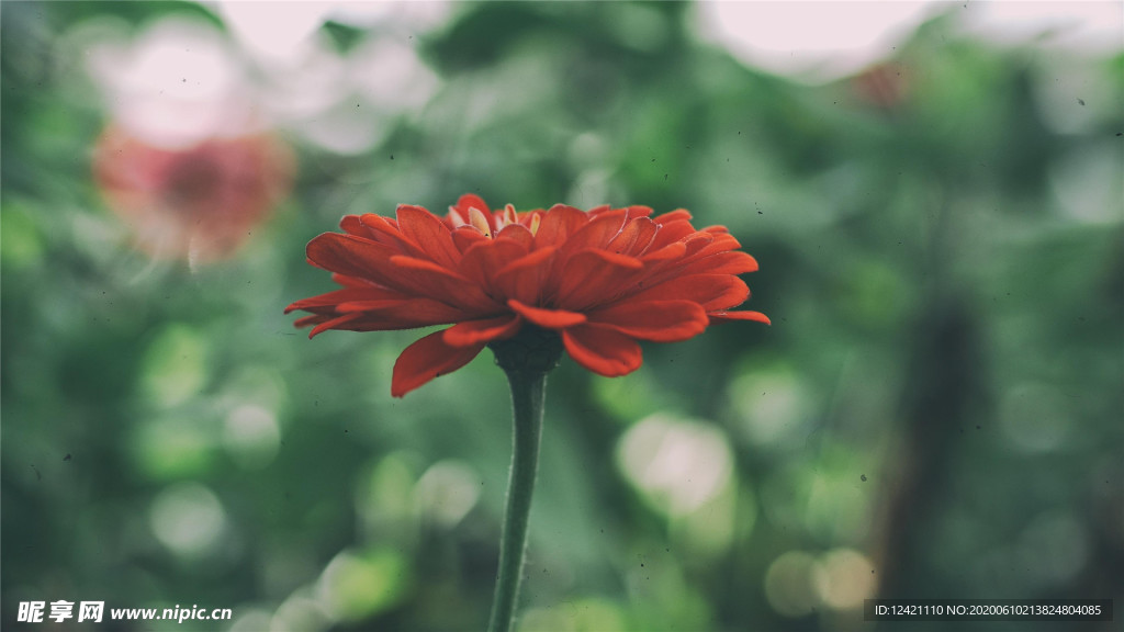 一枝红花