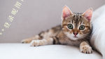 悠闲的猫