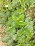 草莓苗