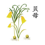 中草药贝母