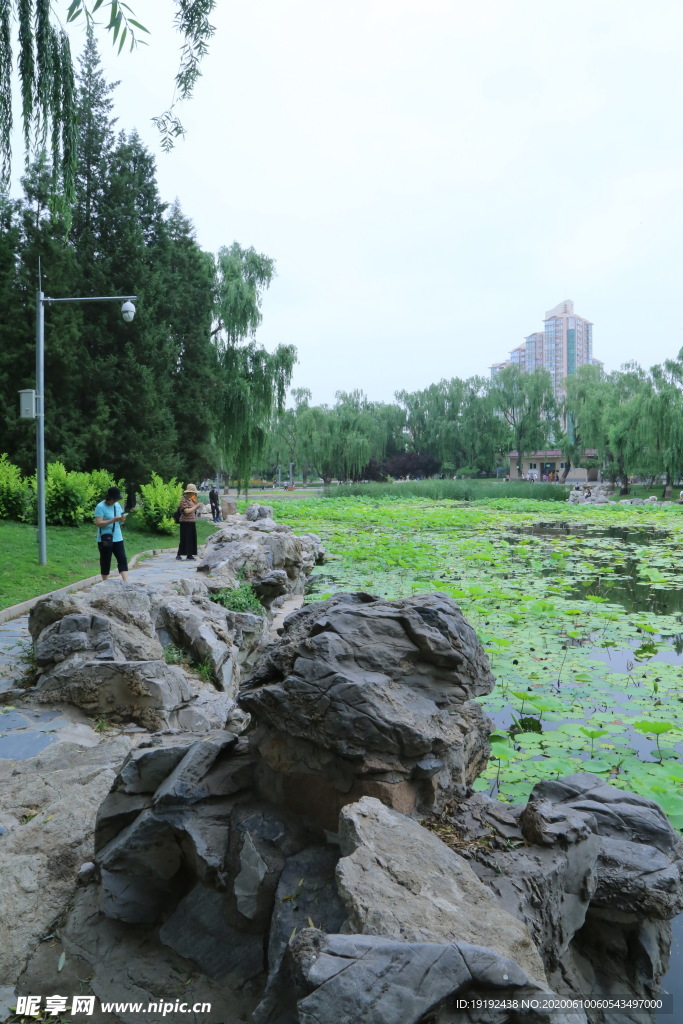 荷塘美景