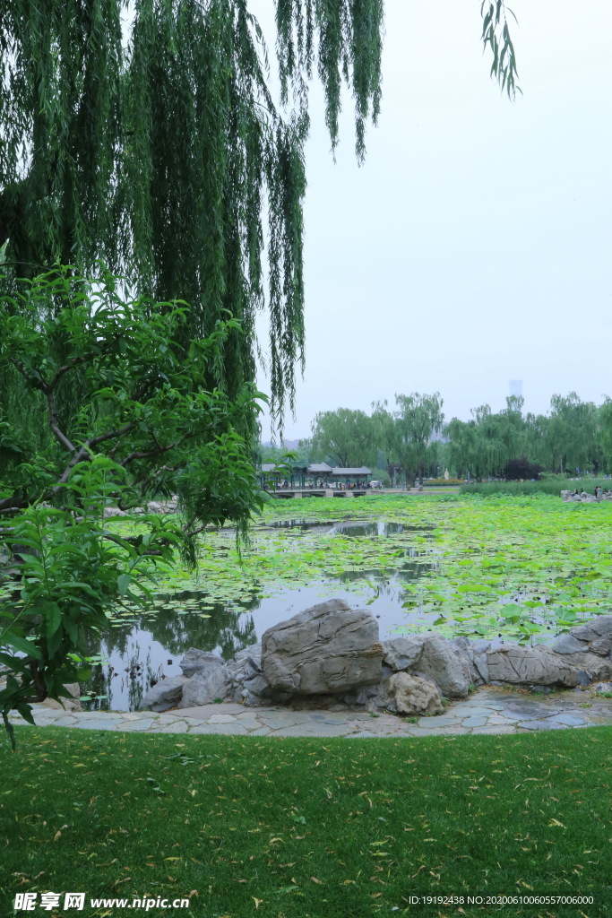 荷塘美景