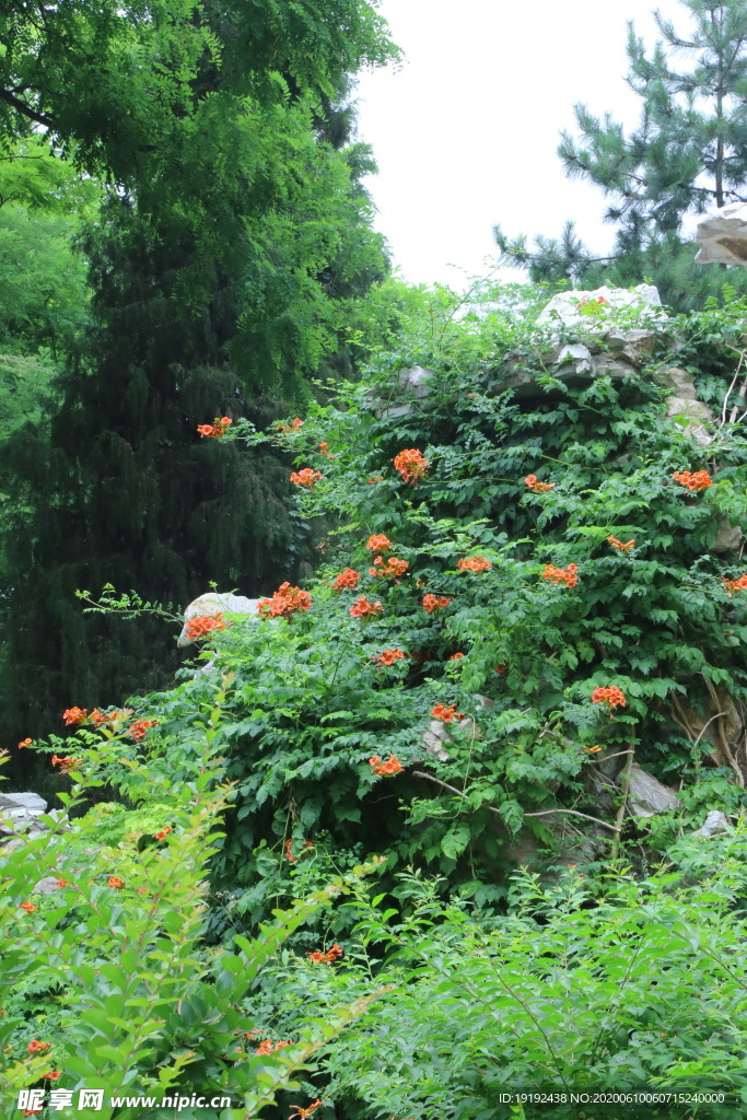 凌霄花