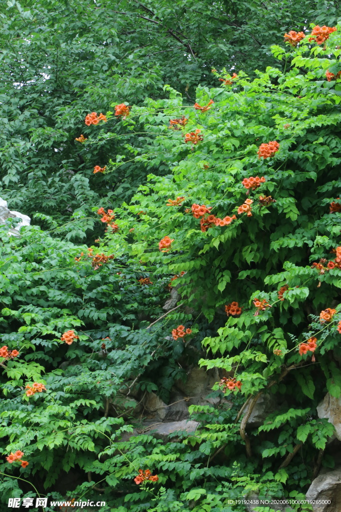 凌霄花