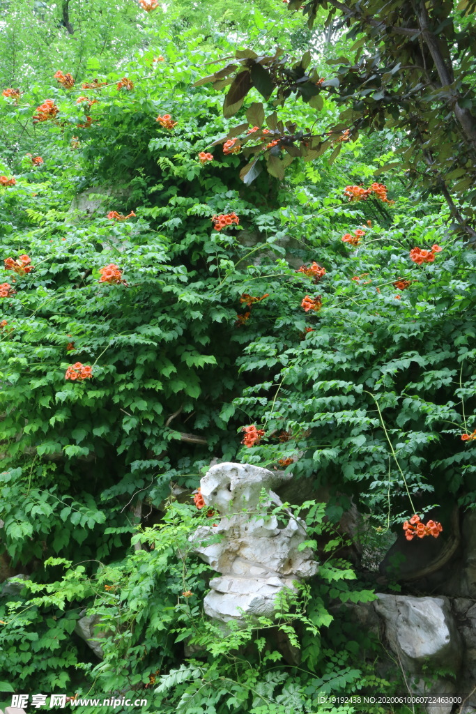 凌霄花