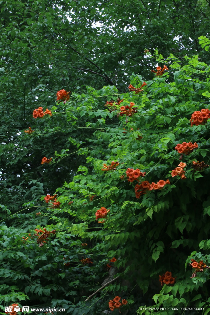 凌霄花