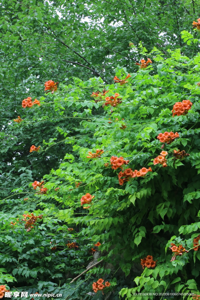 凌霄花