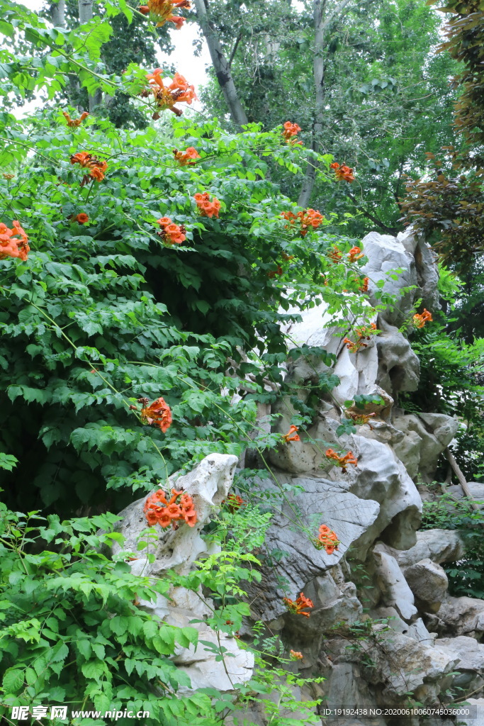 凌霄花