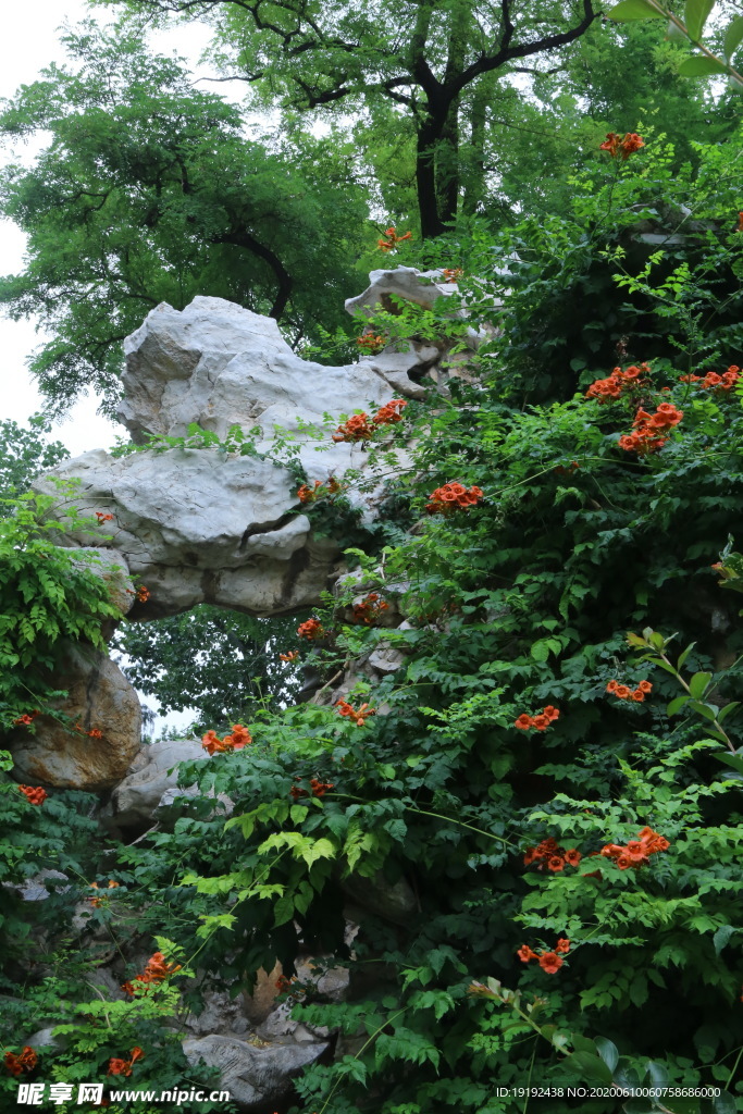 凌霄花