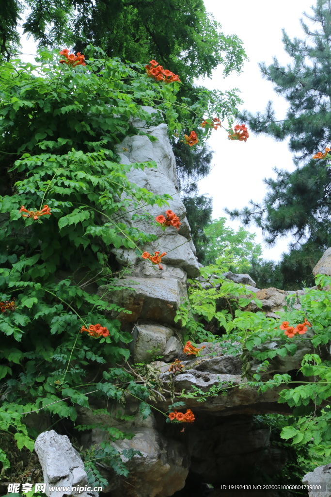凌霄花