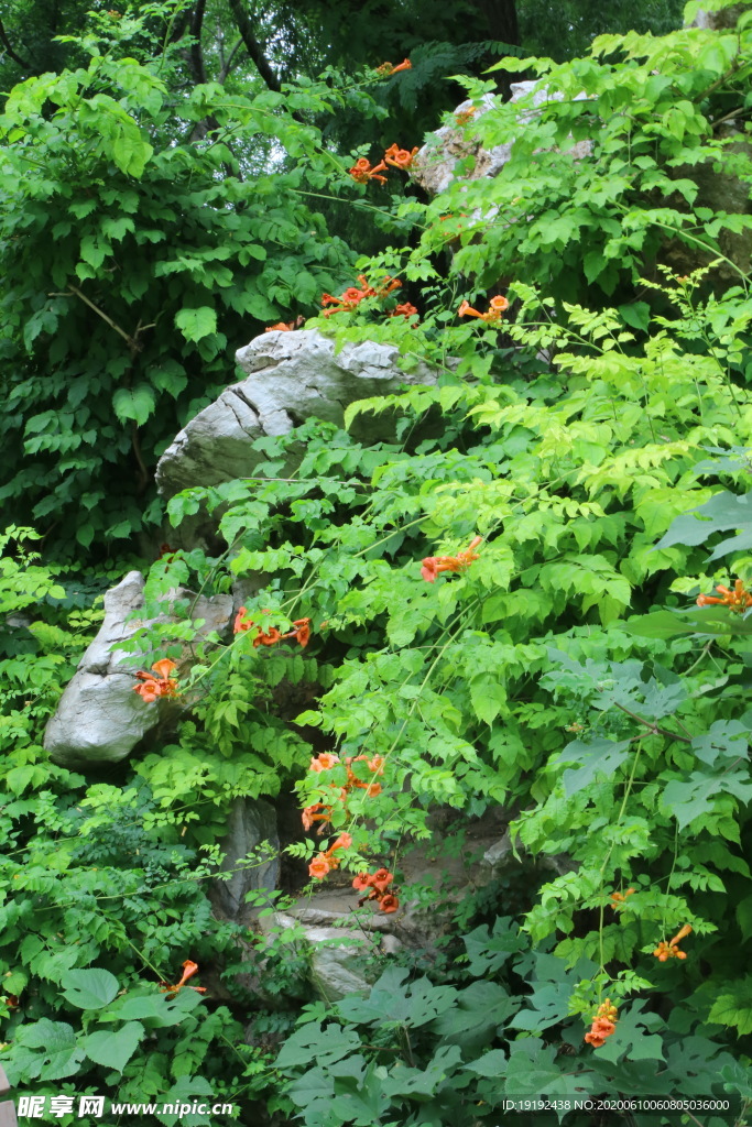 凌霄花