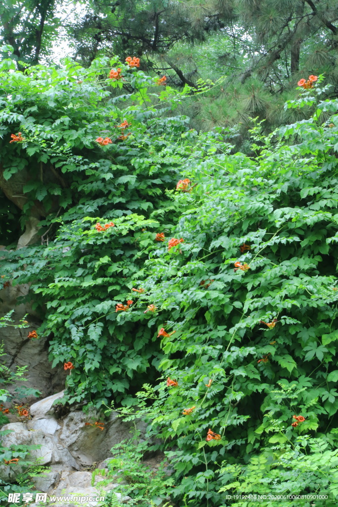 凌霄花