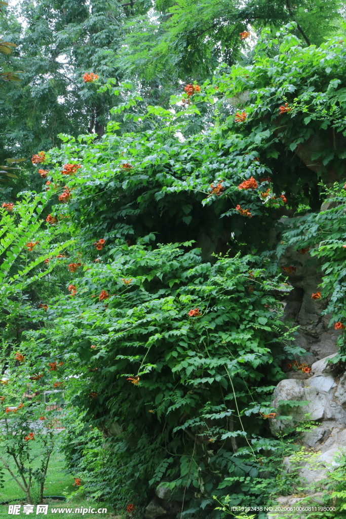 凌霄花