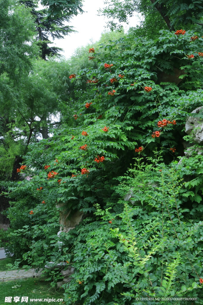 凌霄花