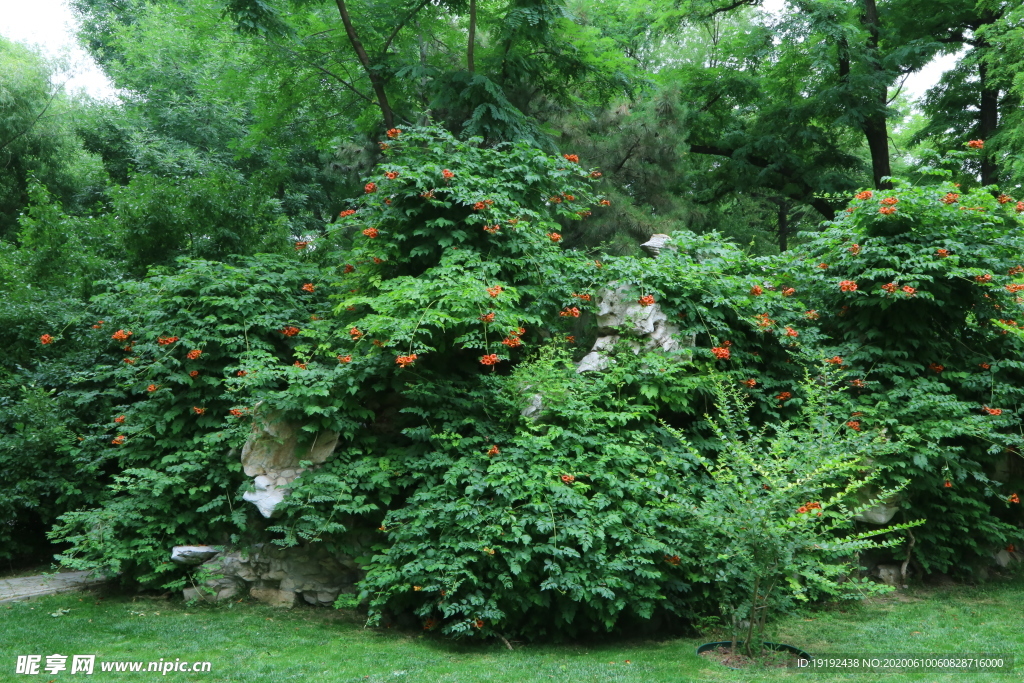 凌霄花