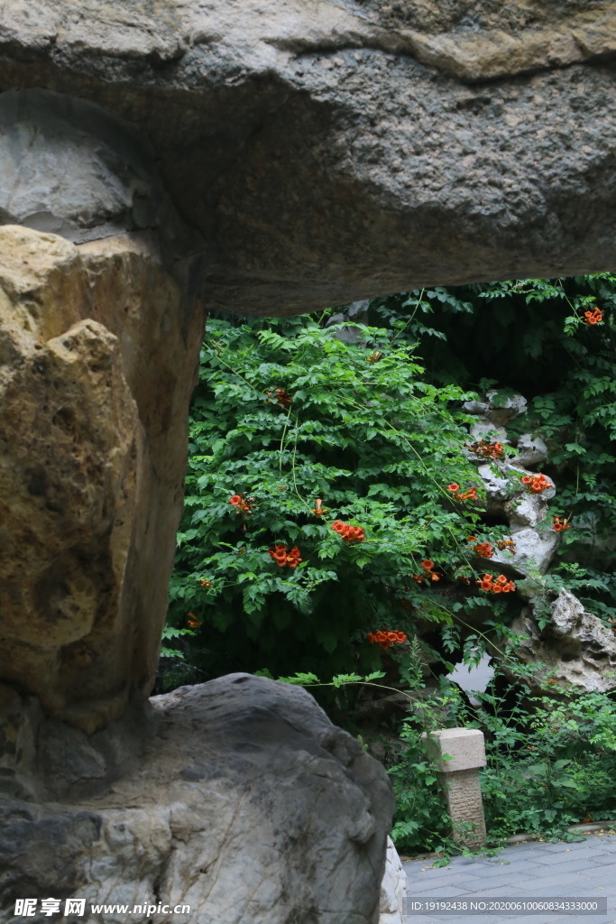 凌霄花