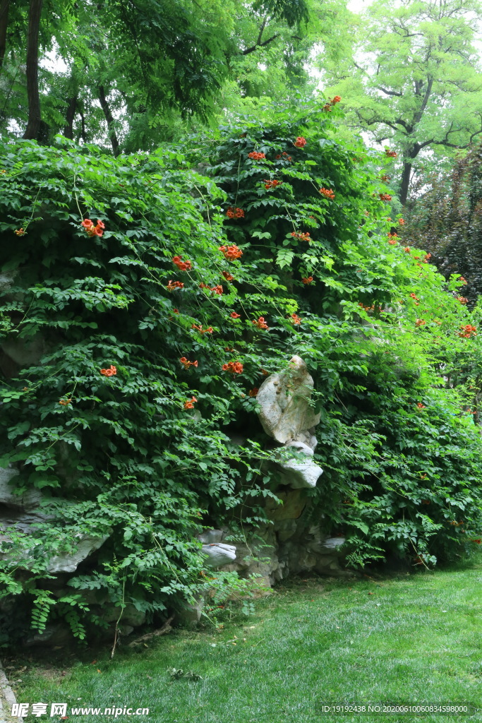 凌霄花