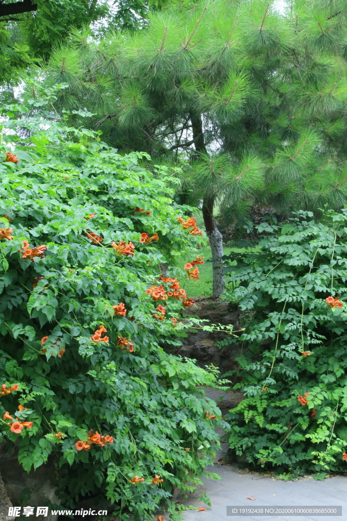 凌霄花