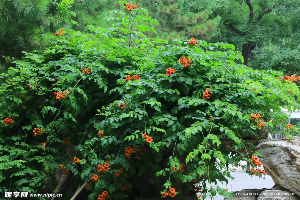 凌霄花