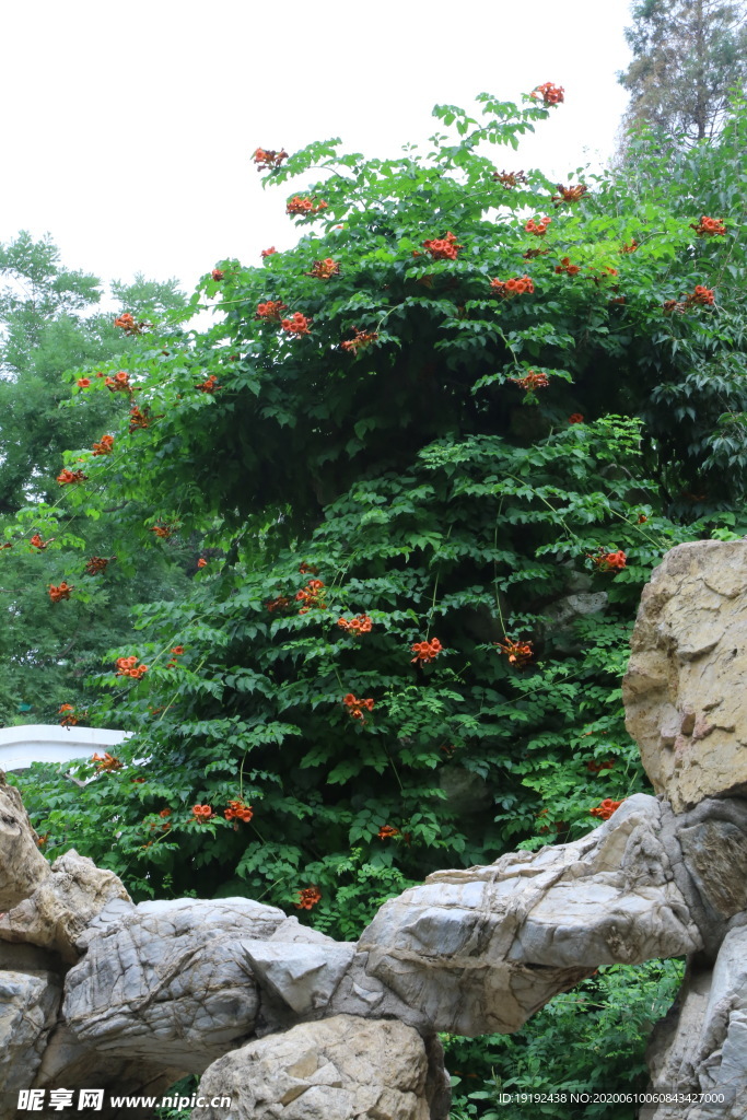 凌霄花