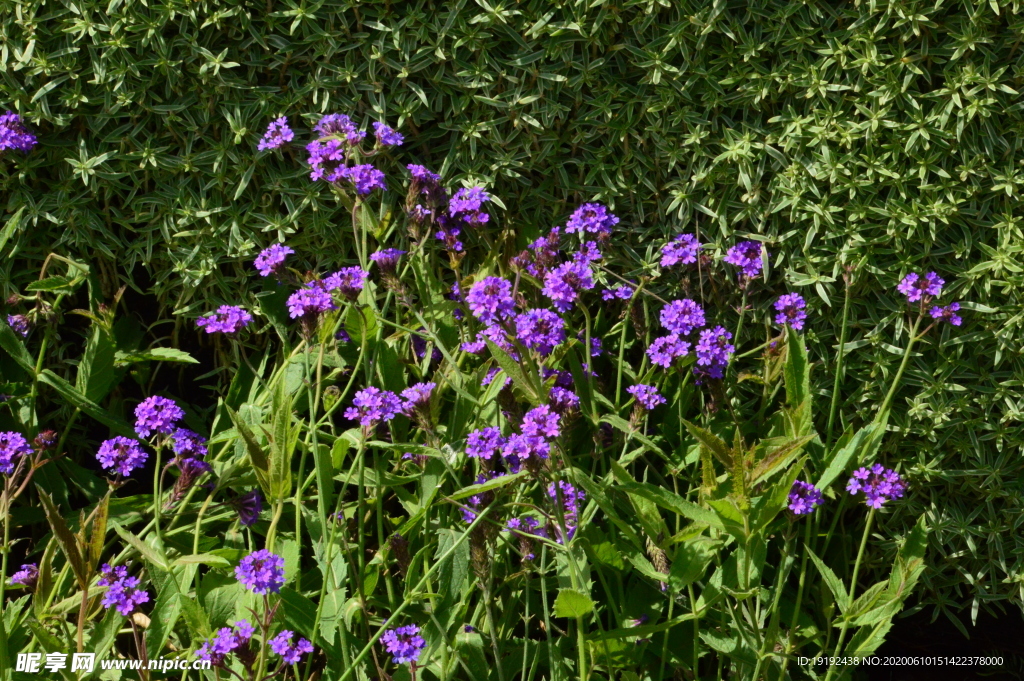 园林花草