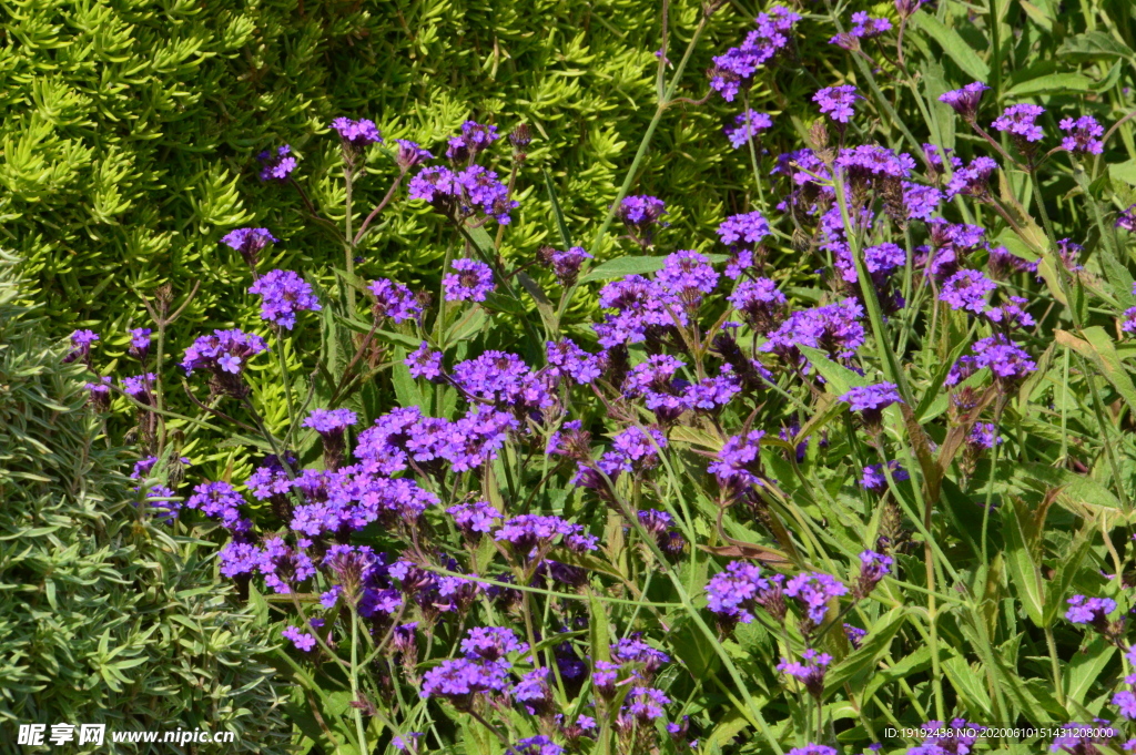 园林花草