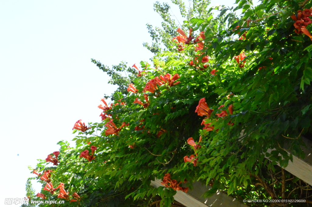 凌霄花