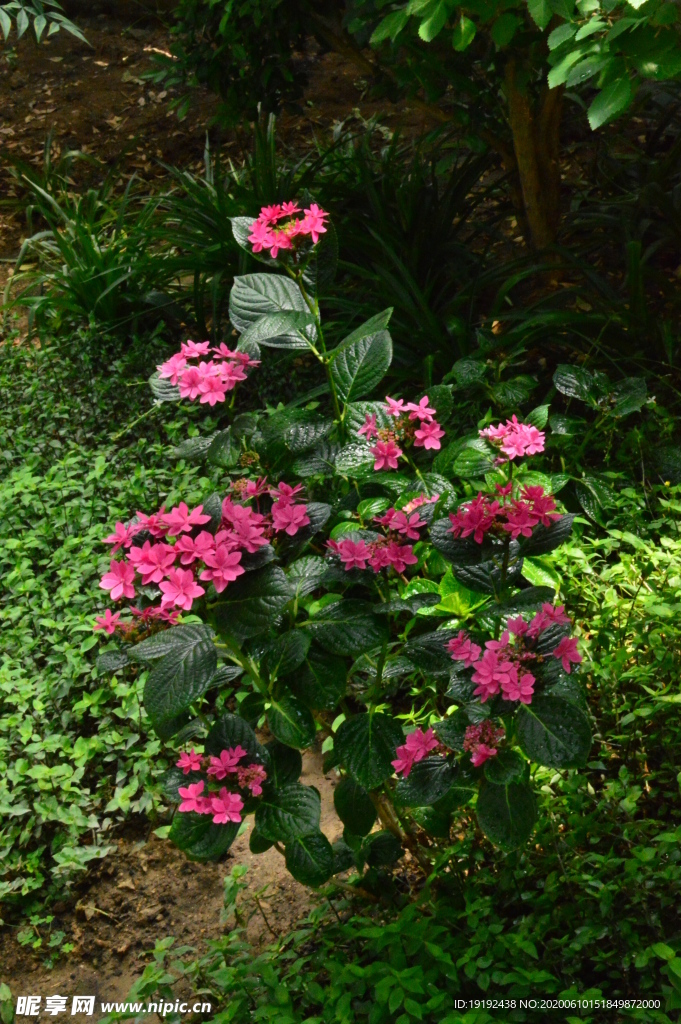 绣球花