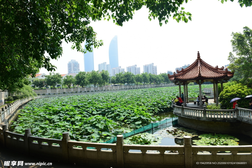 福建南普陀寺荷塘风景