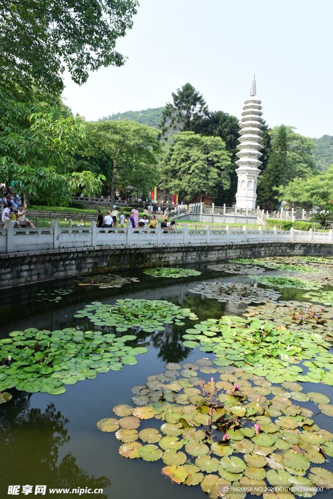 福建南普陀寺荷塘风景