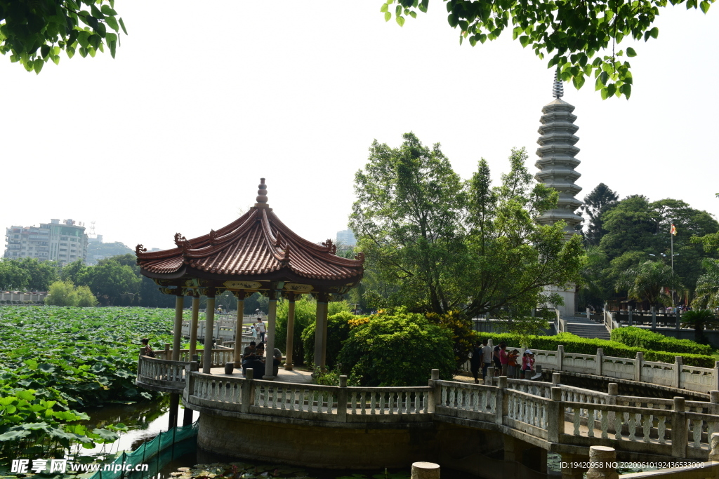 福建南普陀寺荷塘风景