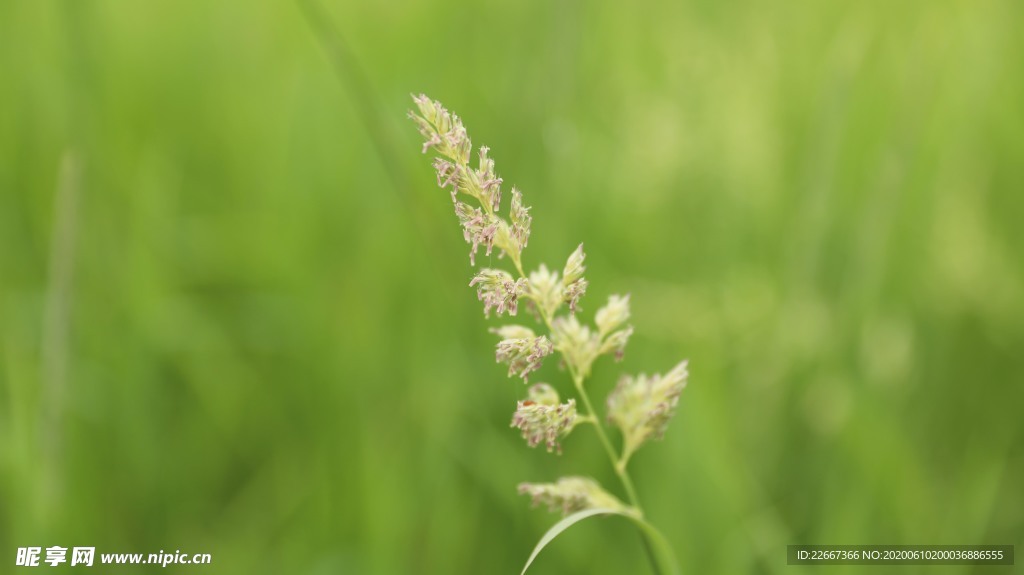 野草