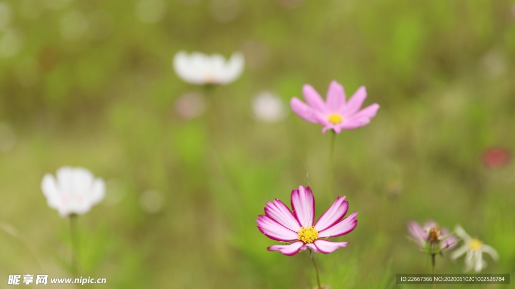野花