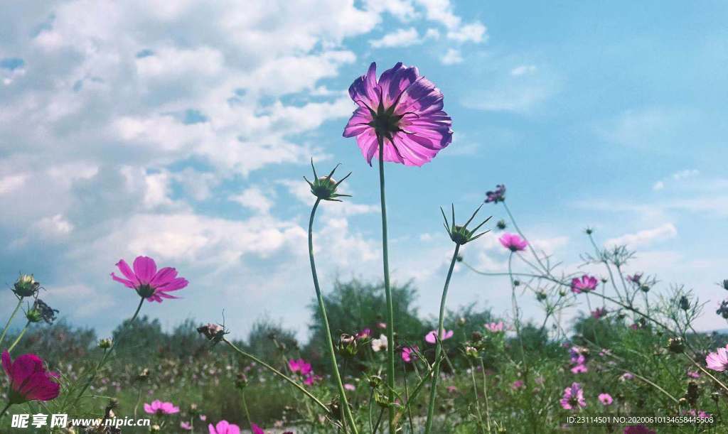 向阳的花儿