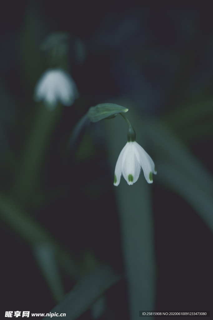 雪花莲芬芳图片