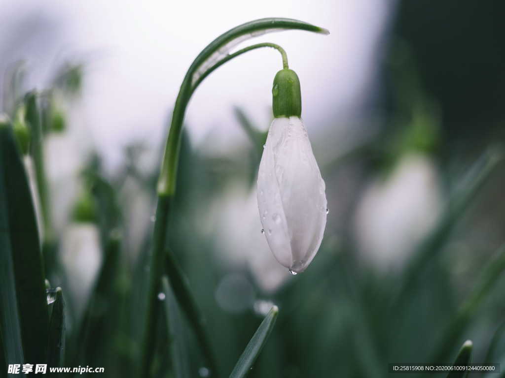 雪花莲芬芳图片